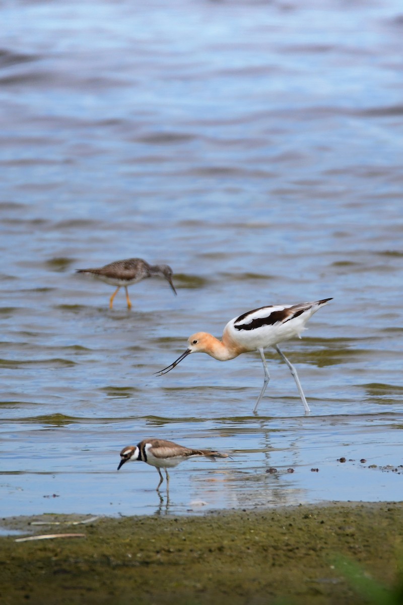 American Avocet - ML472697961