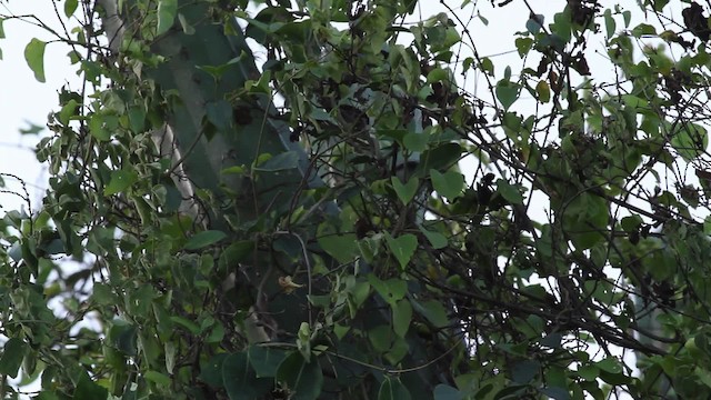 Tropical Gnatcatcher (plumbiceps/anteocularis) - ML472698