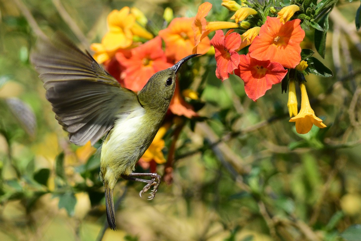 Black-throated Sunbird - Ajoy Kumar Dawn