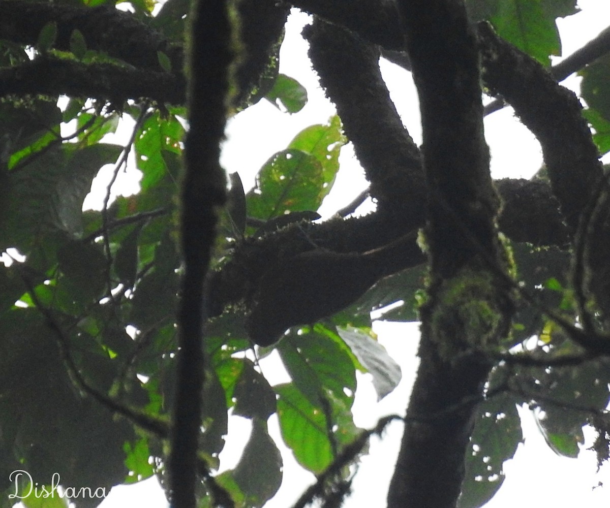 Spotted Woodcreeper - ML472698461