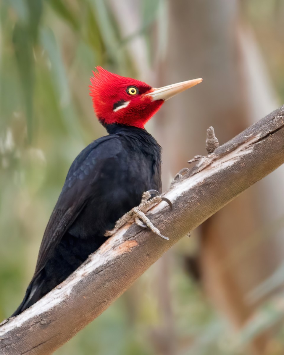 Cream-backed Woodpecker - ML472698471