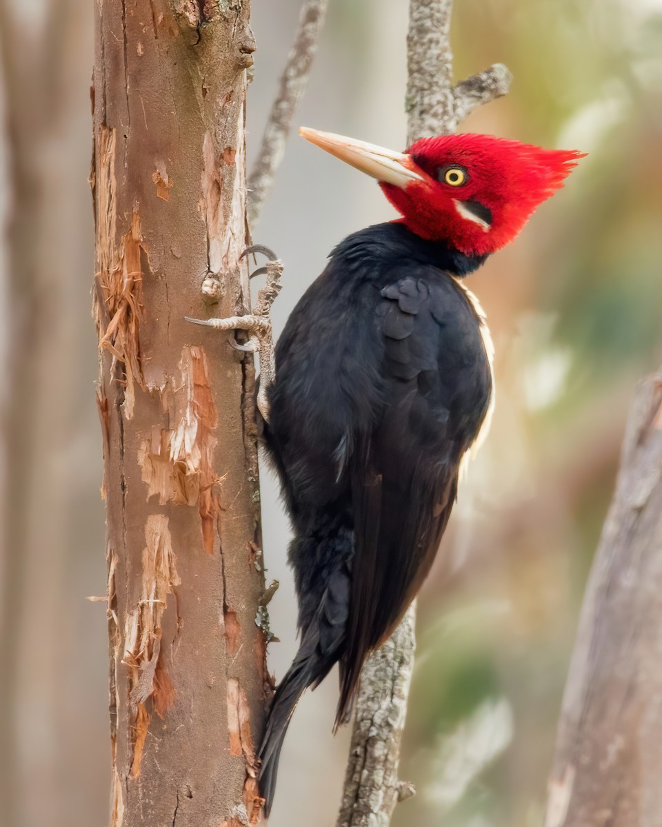 Cream-backed Woodpecker - ML472698481