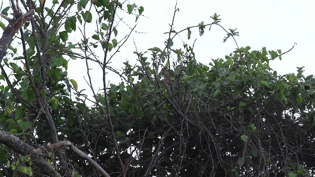 Mouse-colored Tyrannulet (Northern) - ML472699