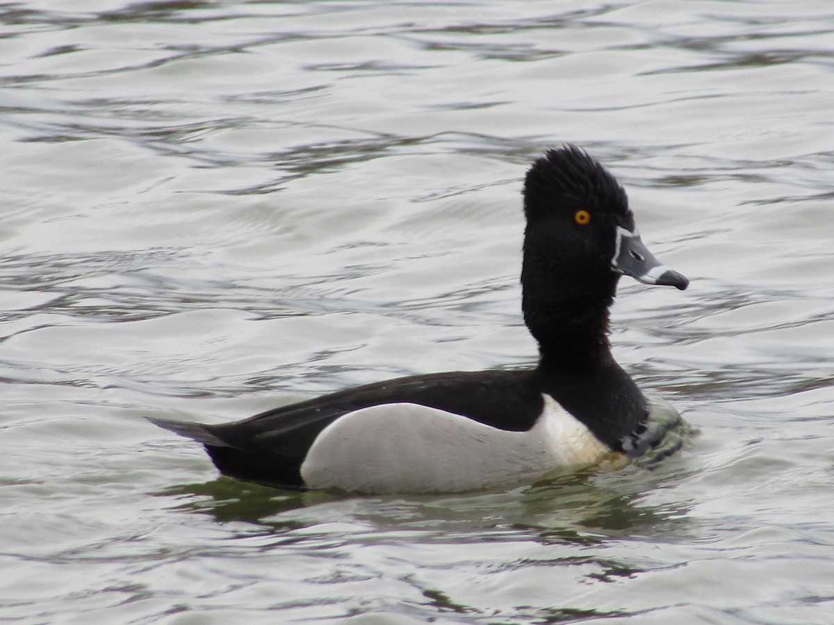 Ring-necked Duck - ML472699001