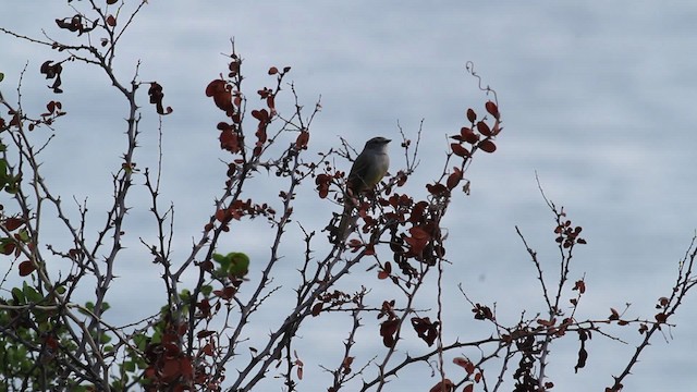 Northern Scrub-Flycatcher - ML472700