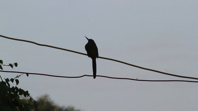 Rufous-tailed Jacamar (Rufous-tailed) - ML472701