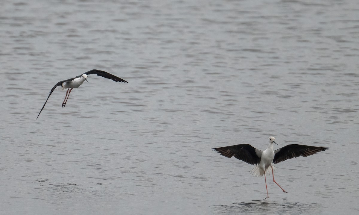 Black-winged Stilt - ML472701061