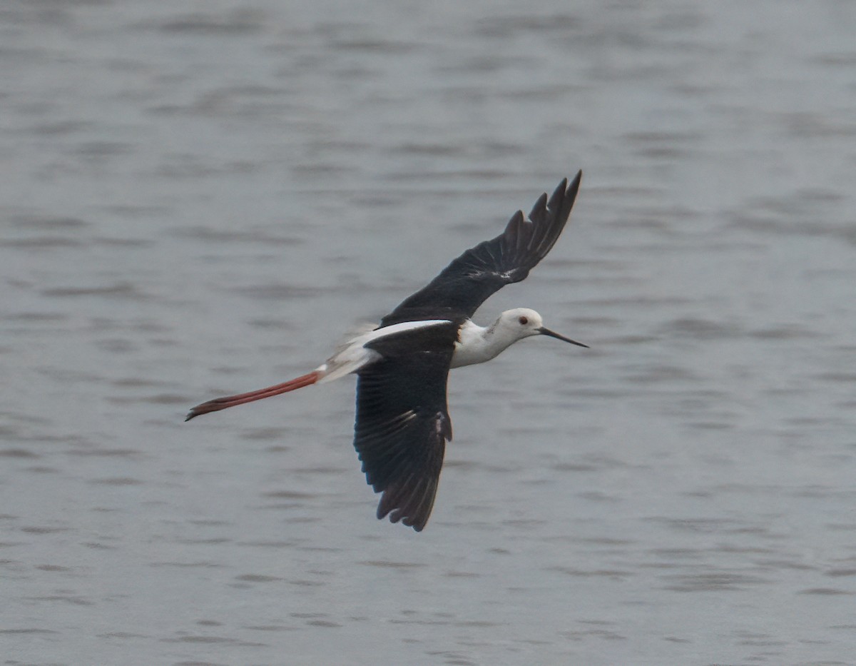 Black-winged Stilt - ML472701071