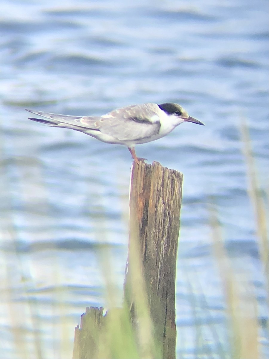 Common Tern - KZ F