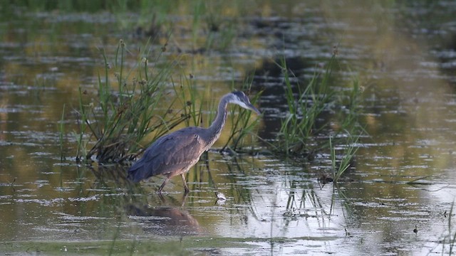 Great Blue Heron - ML472701851