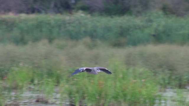 Great Blue Heron - ML472701861