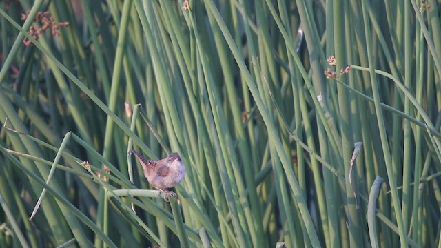 Marsh Wren (paludicola Group) - ML472702031