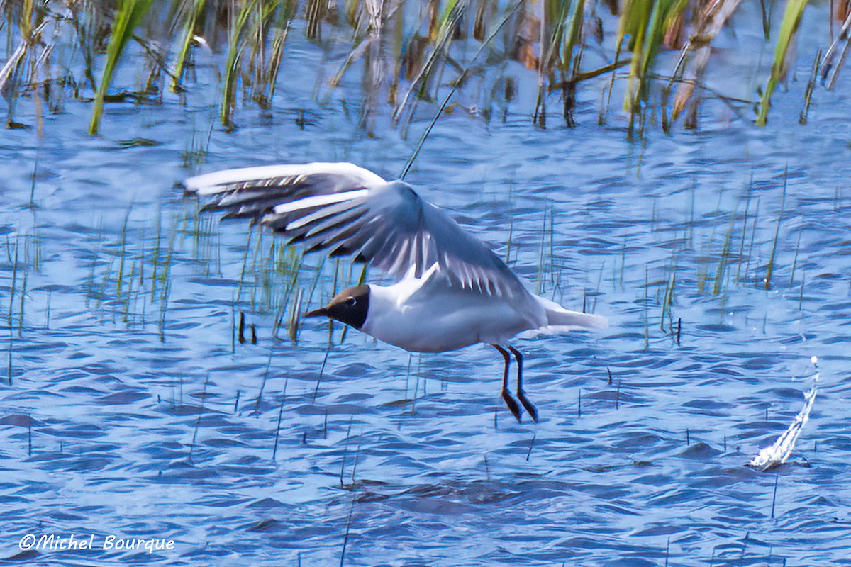 Mouette rieuse - ML472702071