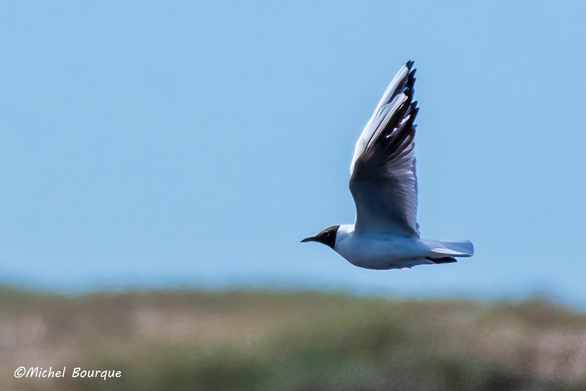 Black-headed Gull - ML472702081