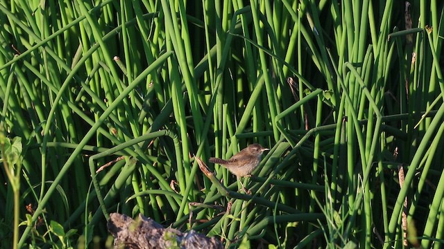 Marsh Wren (paludicola Group) - ML472702171