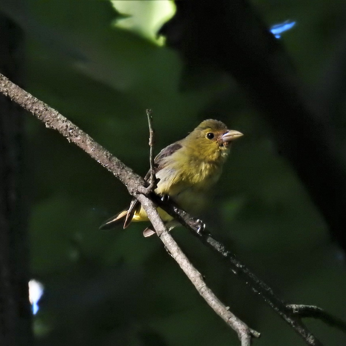 Scarlet Tanager - Chipper Phillips