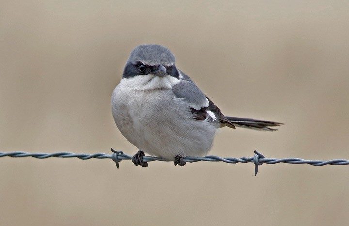 Loggerhead Shrike - ML47270361