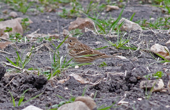 Vesper Sparrow - ML47270381