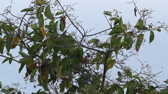 Scarlet-fronted Parakeet - ML472704