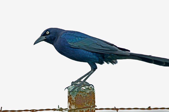Great-tailed Grackle - ML47270421