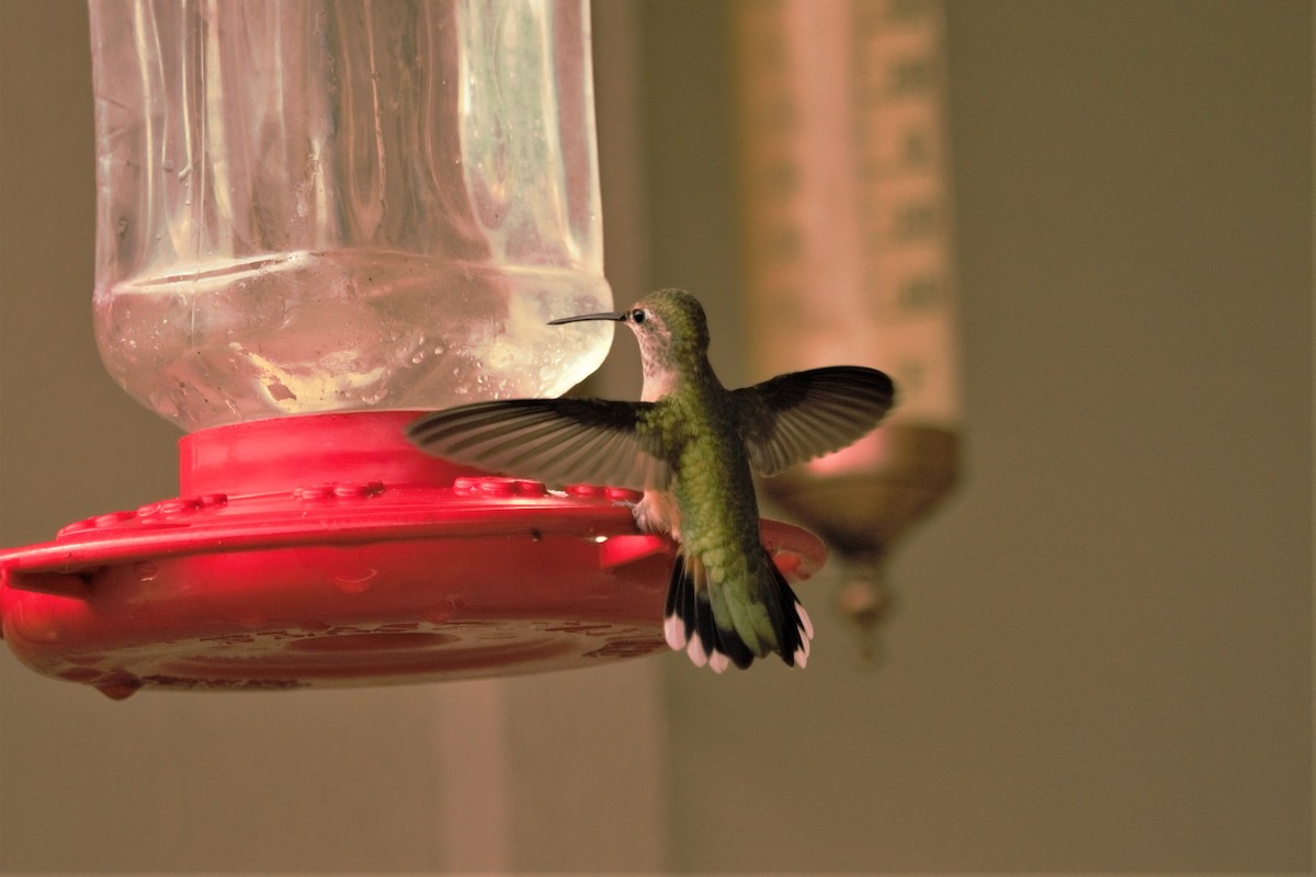 Broad-tailed Hummingbird - Caleb Alons