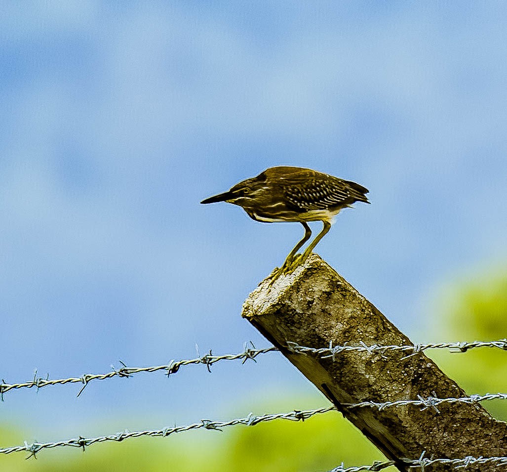 Striated Heron - ML472704561