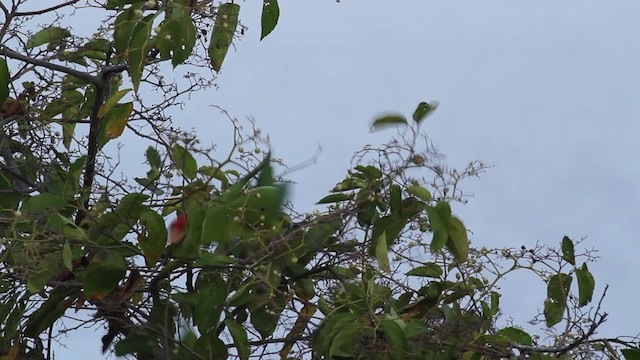 Scarlet-fronted Parakeet - ML472705