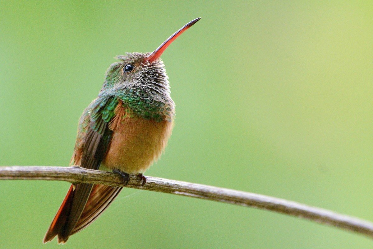 Buff-bellied Hummingbird (Yucatan) - ML472705921