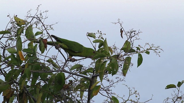 Scarlet-fronted Parakeet - ML472706