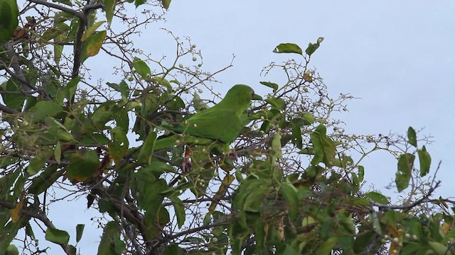 Scarlet-fronted Parakeet - ML472707