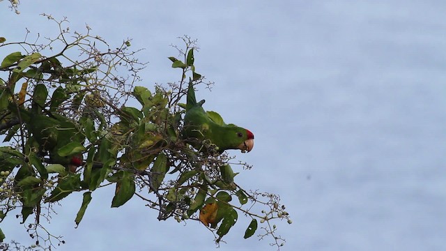 Scarlet-fronted Parakeet - ML472708