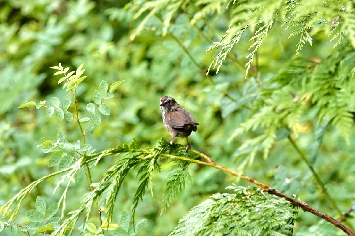 Song Sparrow - ML472708471