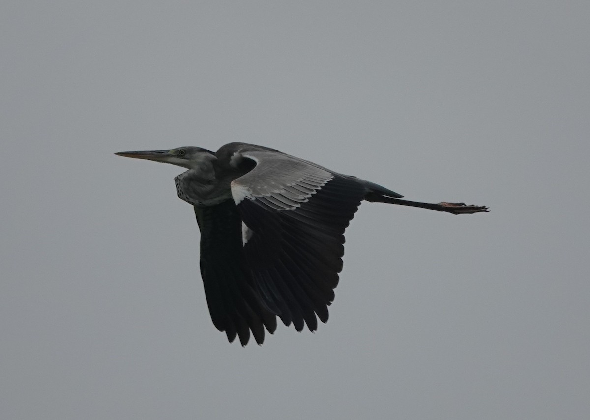 Gray Heron - Prof Chandan Singh Dalawat