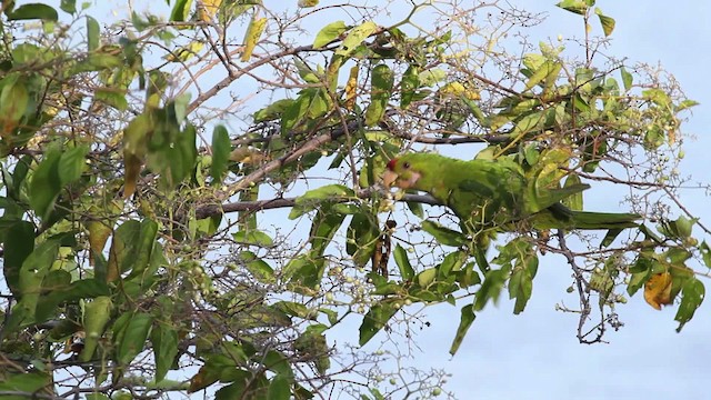 Scarlet-fronted Parakeet - ML472709