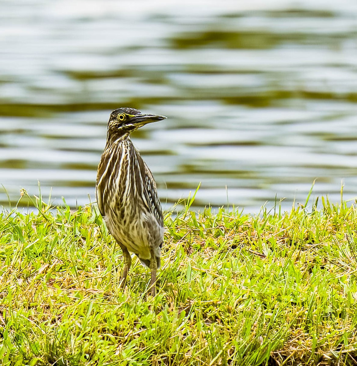 Striated Heron - ML472709161