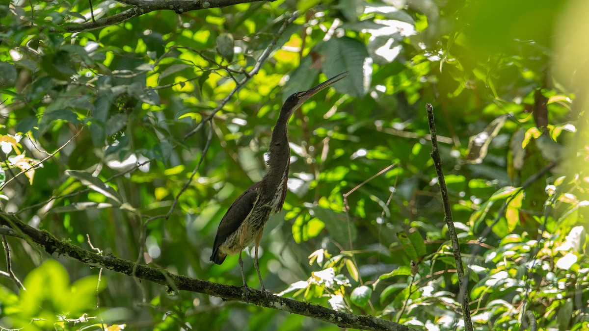 Agami Heron - ML472709301