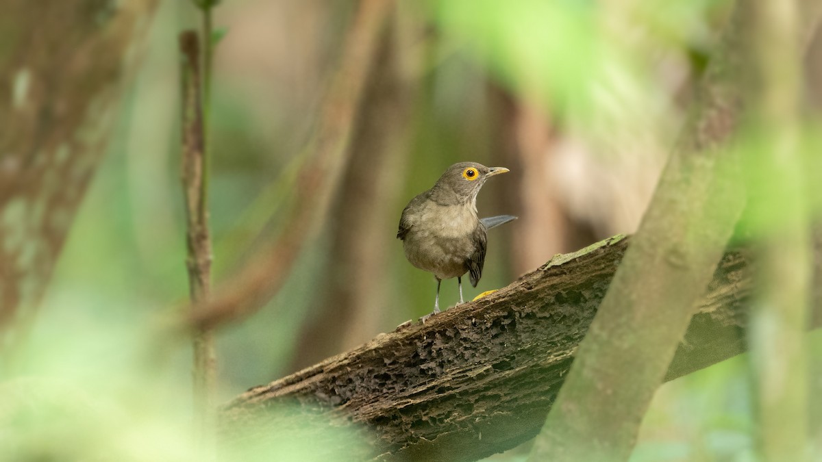 Spectacled Thrush - ML472709321