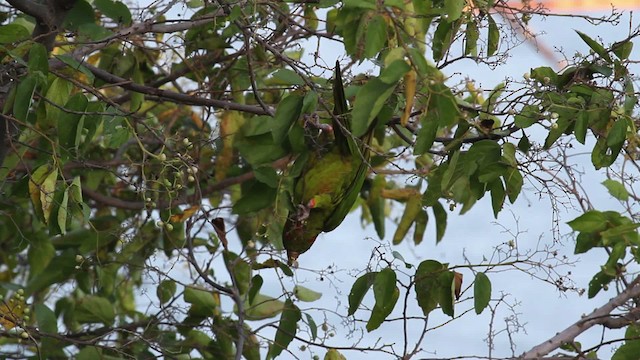 Scarlet-fronted Parakeet - ML472710