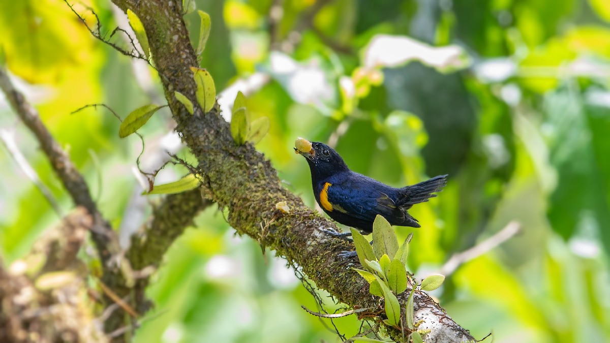 Golden-sided Euphonia - Thierry NOGARO