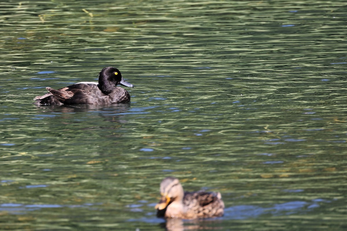 Tufted Duck - ML472710491