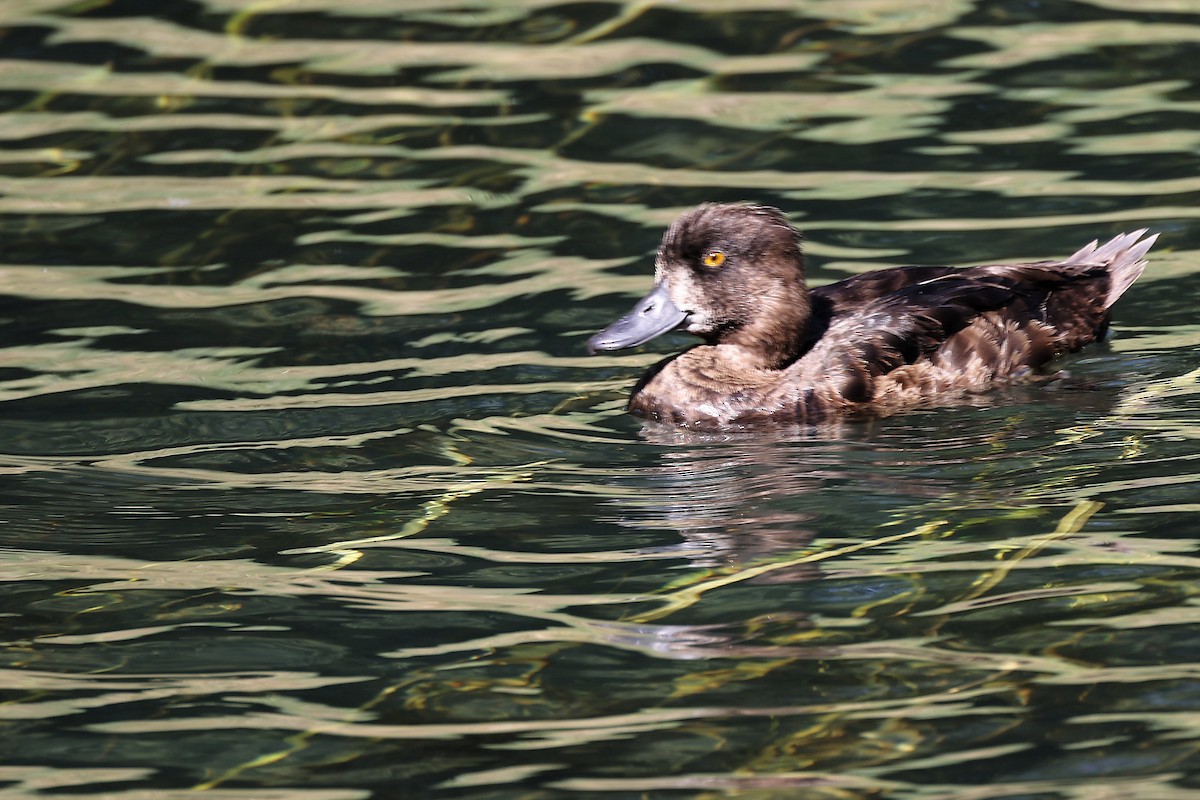 Tufted Duck - Christophe PASQUIER