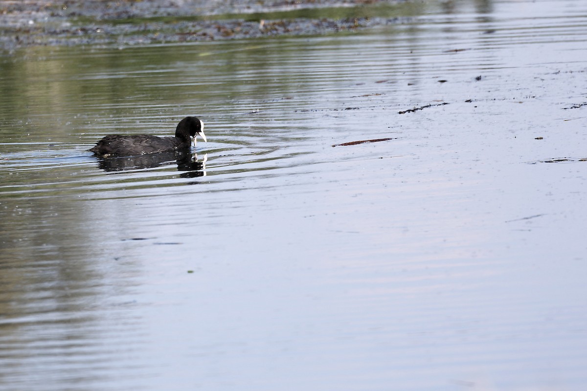 Eurasian Coot - ML472710571