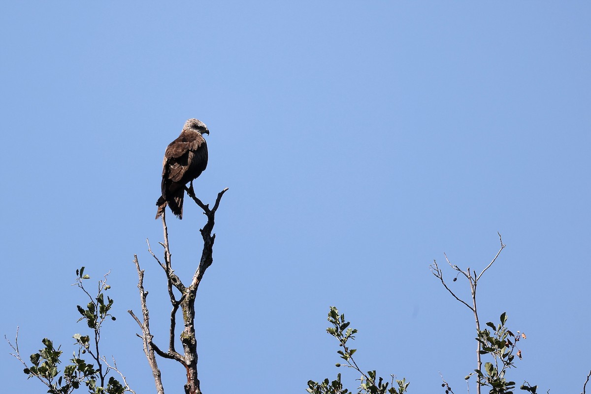 Black Kite - ML472710581