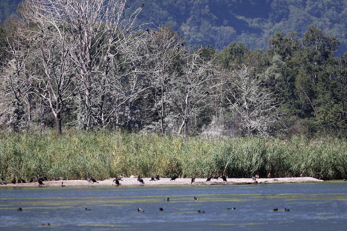 Great Cormorant - ML472710601