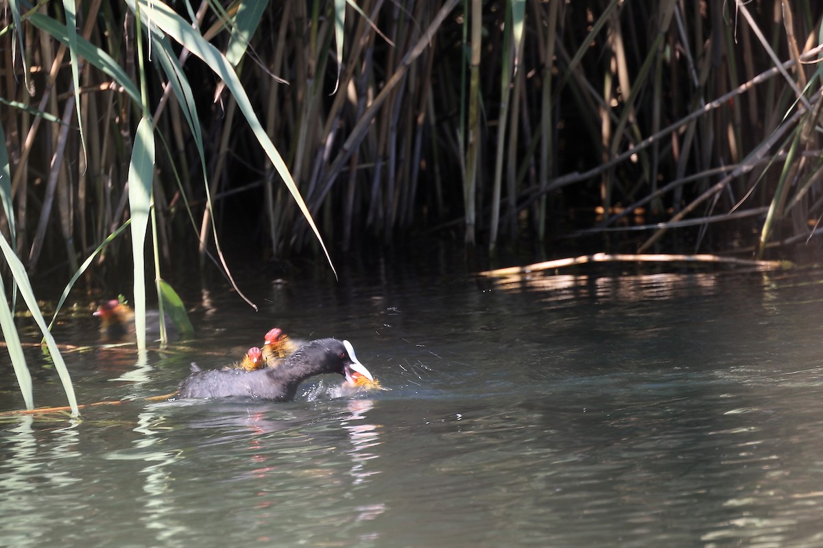 Eurasian Coot - ML472710651