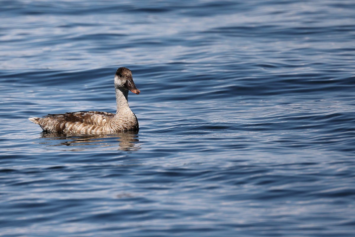 Red-crested Pochard - ML472710681