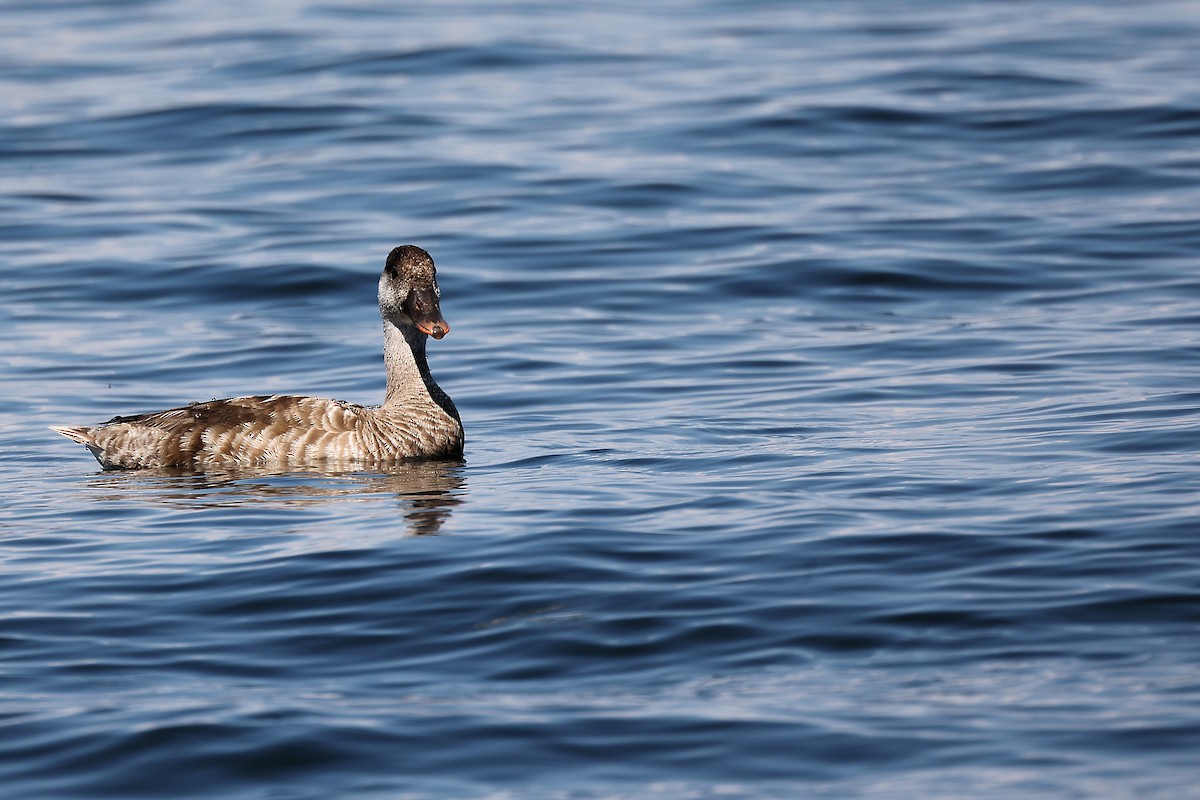 Red-crested Pochard - ML472710691