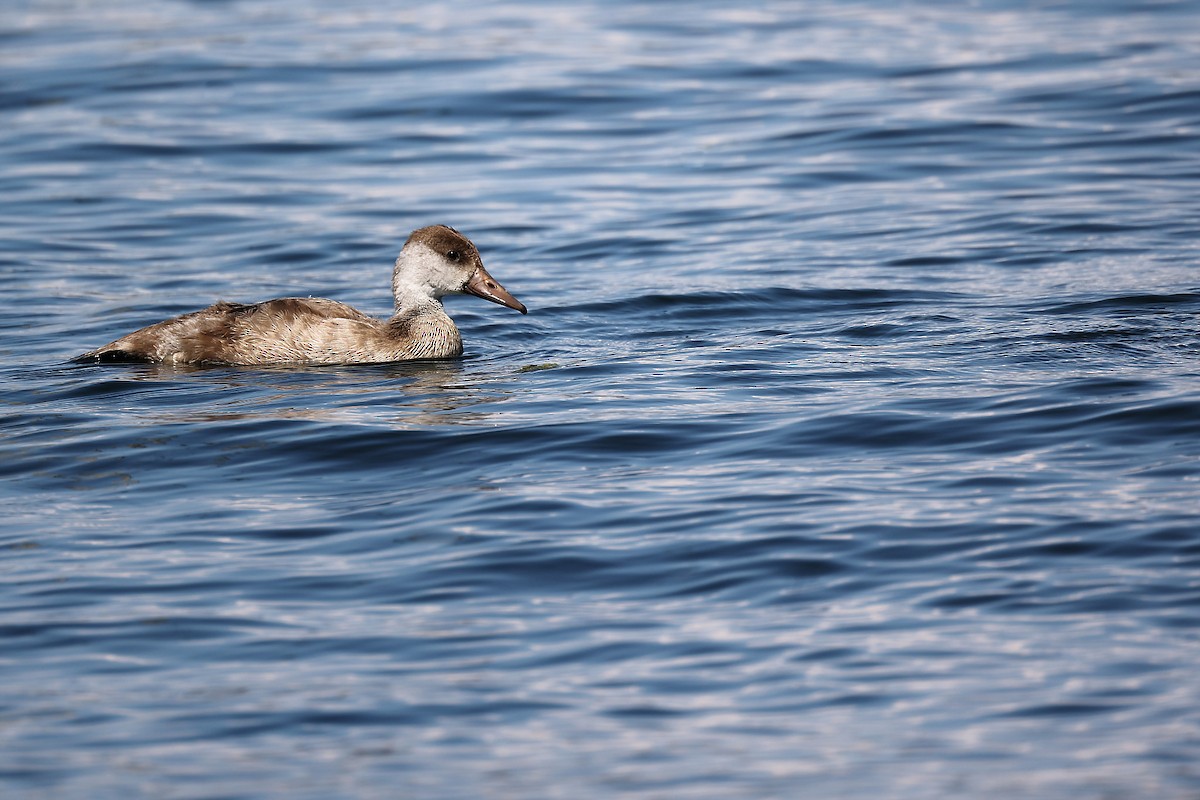 Red-crested Pochard - ML472710701