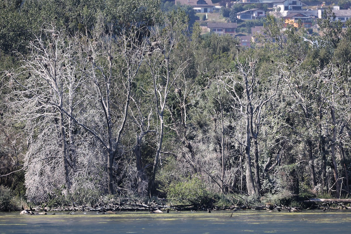 Great Cormorant - ML472710721