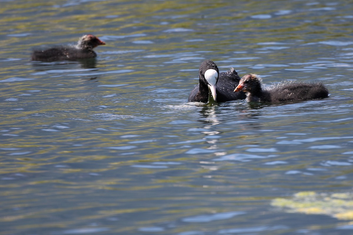 Eurasian Coot - ML472710771